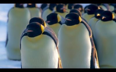 How Does Huddling Help Penguins Stay Warm? | BBC Earth