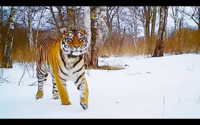 Best of Animals in the Snow | BBC Earth