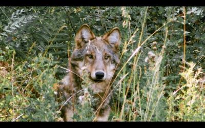 Wolf Pups Seen in the Wild | Expedition Wolf | BBC Earth