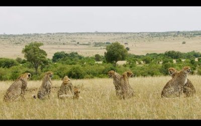 Spotting A Rare Group of 8 Cheetah! | Seven Worlds, One Planet | BBC Earth