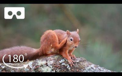 Meet The Adorable Red Squirrels of Scotland | VR 180 | BBC Earth