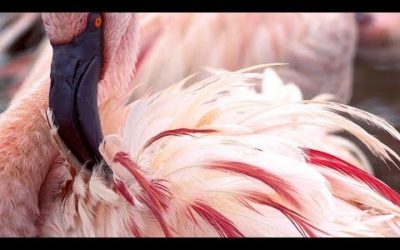 Why Are Flamingos Pink? | Seven Worlds, One Planet | BBC Earth