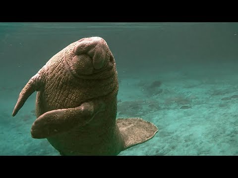 Manatees Struck by Boats | Seven Worlds, One Planet | BBC Earth ...