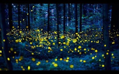 Meet The Lightning Bug Lady of Tennessee | BBC Earth Podcast