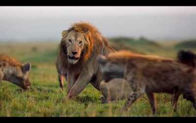 BBC Earth’s Best Of The Decade | BBC Earth