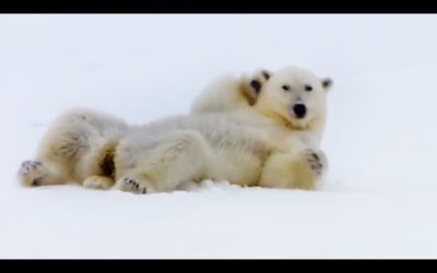 Top 5 Silliest Animal Moments! | BBC Earth