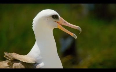 This 67 Year Old Bird Could Be The Oldest In The World | BBC Earth