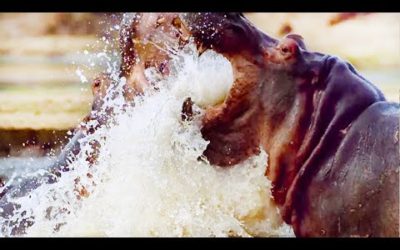 Male Hippo Battles Overlord for Mating Dominance | Life | BBC Earth