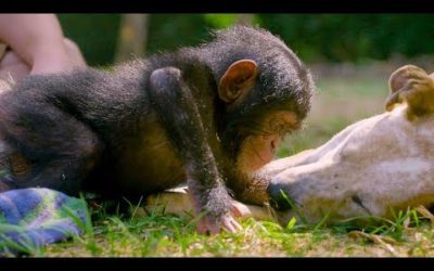 Puppies and Baby Chimpanzees Make The Cutest Friends | BBC Earth