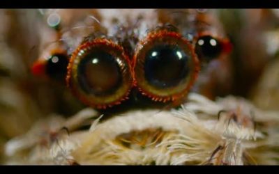 Top 5 Animal Superpowers! | BBC Earth