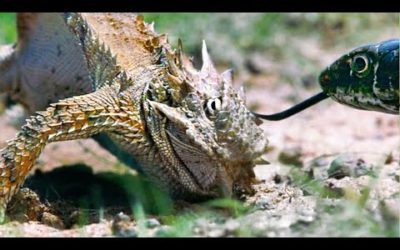 Lizard Fends Off Predators To Protect Her Eggs | Life | BBC Earth