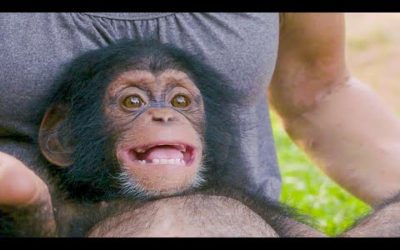 The Baby Chimp With A Huge Smile | BBC Earth