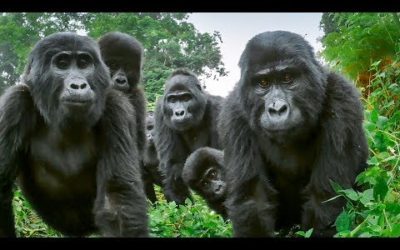 Alpha Silverback Gorilla Welcomes Spy Gorilla To The Family | BBC Earth