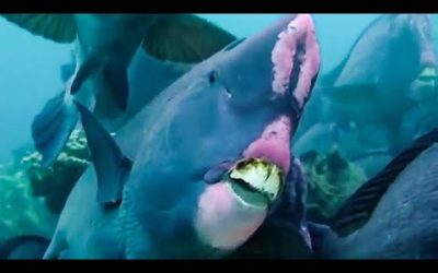 5 Animals You Didn’t Know Existed | BBC Earth