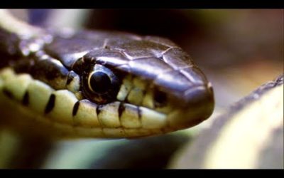 Male Garter Snake Disguises His Scent as Female | Life | BBC Earth