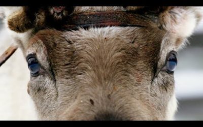 How Do Reindeer Survive Freezing Temperatures? | Reindeer Family and Me | BBC Earth