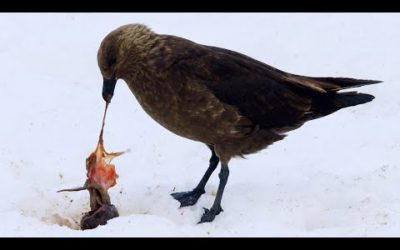 Penguin Chick Eaten by Skua | Penguin Post Office | BBC Earth