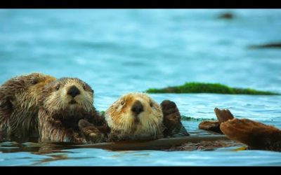 Sea Otters Hold Hands To Survive The Dangers Of The Open Ocean | BBC Earth
