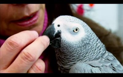 Top 5 Most Intelligent Animals | BBC Earth