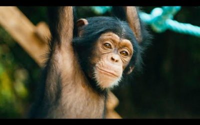 Baby Chimps Learn How To Climb | BBC Earth