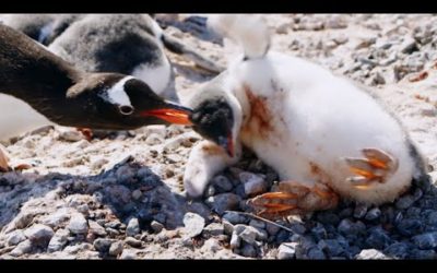 Penguin Chick Gets Pecked to Death | Penguin Post Office | BBC Earth
