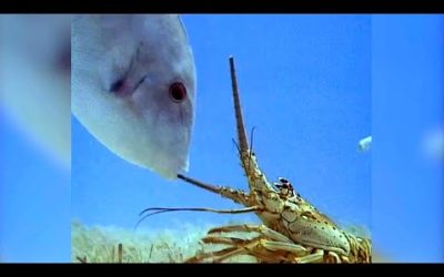 The Trials Of Life Collection | BBC Earth