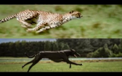 Cheetah vs Greyhound Speed Test | BBC Earth