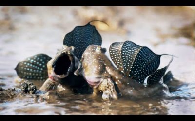 Mudskippers: The Fish That Walk on Land | Life | BBC Earth