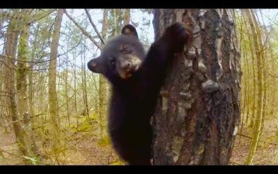 Top 5 Funniest Animal Outtakes | BBC Earth