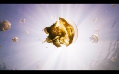 The Lake Filled With Over One Million Jellyfish | BBC Earth