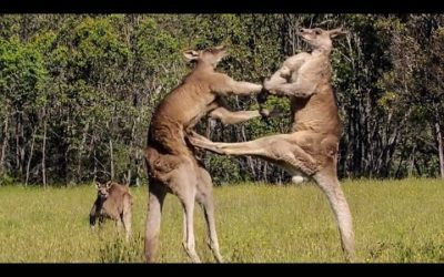 The Greatest Fights In The Animal Kingdom | Top 5 | BBC Earth