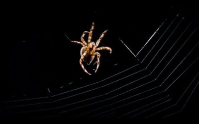 Spider Web Building Time-lapse | BBC Earth