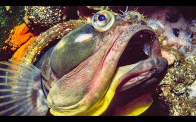 Sarcastic Fringehead Fights For Territory | Life | BBC Earth