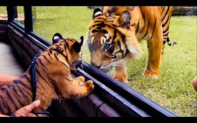 Best of Tigers | Top 5 | BBC Earth
