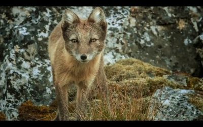 Chick Takes First Flight Straight Into The Path Of Arctic Fox | BBC Earth