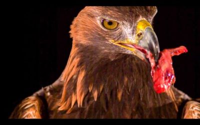 Golden Eagle Flying In Slow Motion | BBC Earth