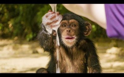 Baby Chimpanzees Playing With Bubbles | BBC Earth