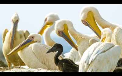 Pelicans Eating Baby Birds | Life | BBC Earth