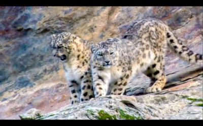 5 Incredible Animals That Could Go Extinct In Your Lifetime | BBC Earth