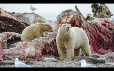 Polar Bear Stands Her Ground to Feed Her Cubs | Life | BBC Earth