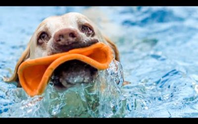 Adorable Underwater Dogs In Slow Motion | BBC Earth