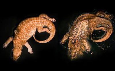 Monitor Lizard Decomposition Time Lapse | BBC Earth