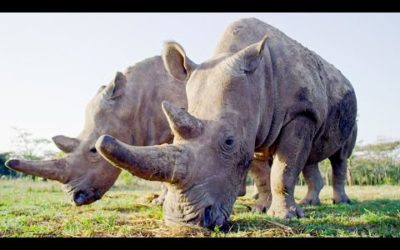 Most Inspiring Animal Conservation Stories | Top 5 | BBC Earth