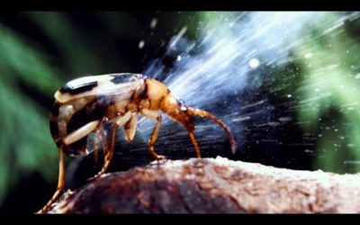 Bombardier Beetle Sprays Acid From Its Rear | Life | BBC Earth