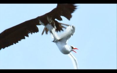 Sea Birds Battle In The Air For Fish | Life | BBC Earth