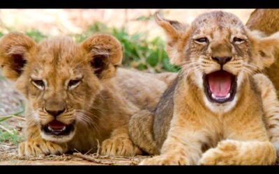 Best Lion Moments: Part 2 | Top 5 | BBC Earth