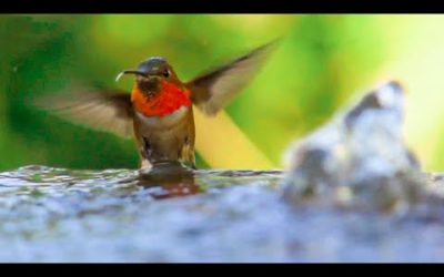 Beautiful Hummingbirds in Slow Motion | BBC Earth