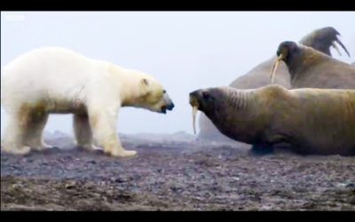 The Planet Earth Collection – Part 1 | Top 5 | BBC Earth