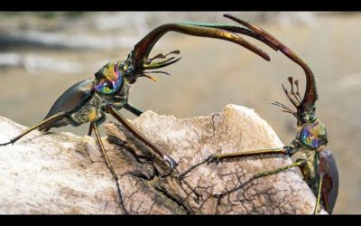Stag Beetle Throws Girlfriend Out Of Tree | Life | BBC Earth