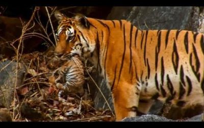 5 Amazing Animal Behaviours Caught on Spy Camera | BBC Earth